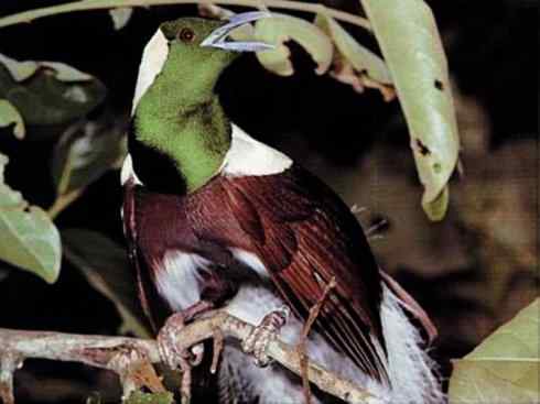 美丽无罪:雀鸟之极乐鸟 美丽无罪:雀鸟之极乐鸟