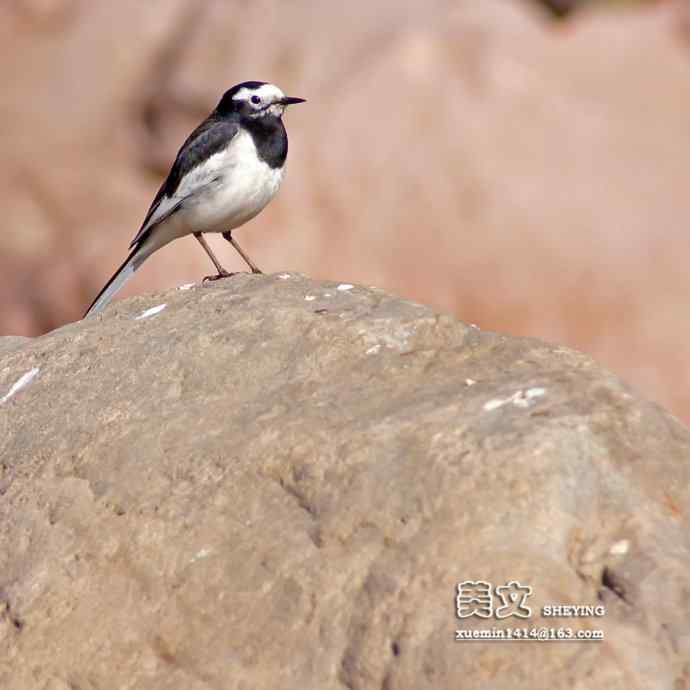 拍鸟黄金季节时