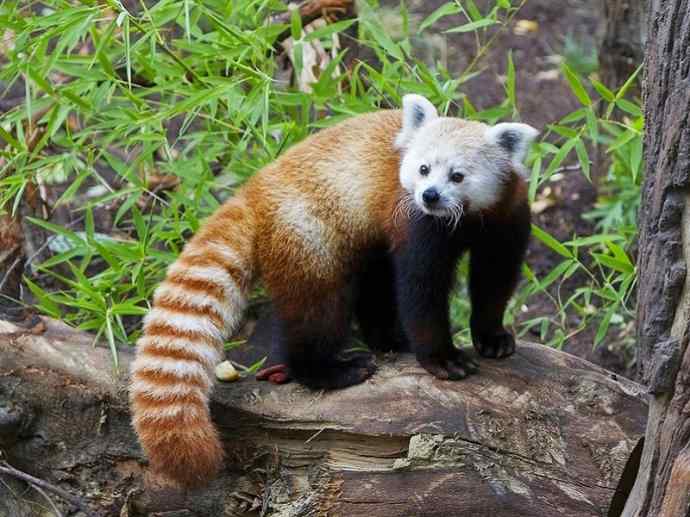 犬科:犬亚科犬属之貉 犬科:犬亚科犬属之貉