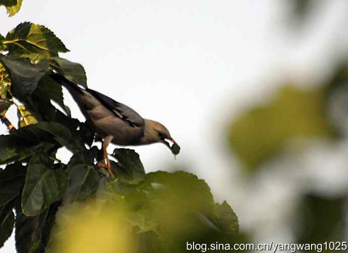 桑树上的北椋鸟、丝光椋鸟