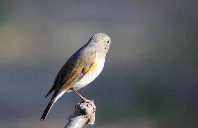 雌性红胁蓝尾鸲（41）