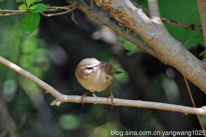 褐柳莺(7) 褐柳莺(7)