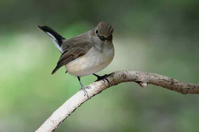 【新鸟】黑眉苇莺.发冠卷尾.巨嘴柳莺 【新鸟】黑眉苇莺.发冠卷尾.巨嘴柳莺