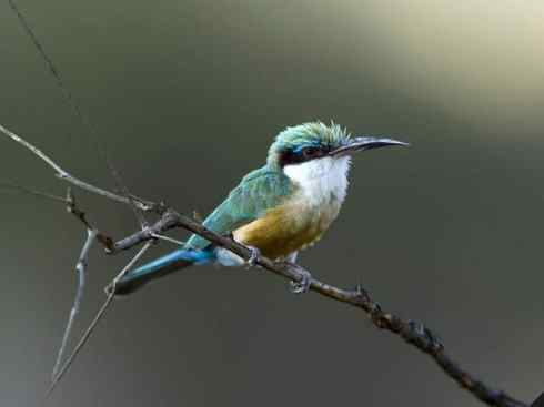 绝色攀禽:佛法僧目之蜂虎 绝色攀禽:佛法僧目之蜂虎