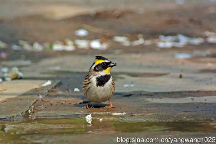雄性黄喉鹀（6）