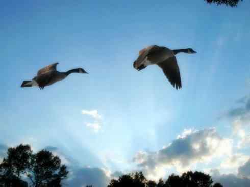 家禽驯化之源之十三（大雁、丹顶鹤）