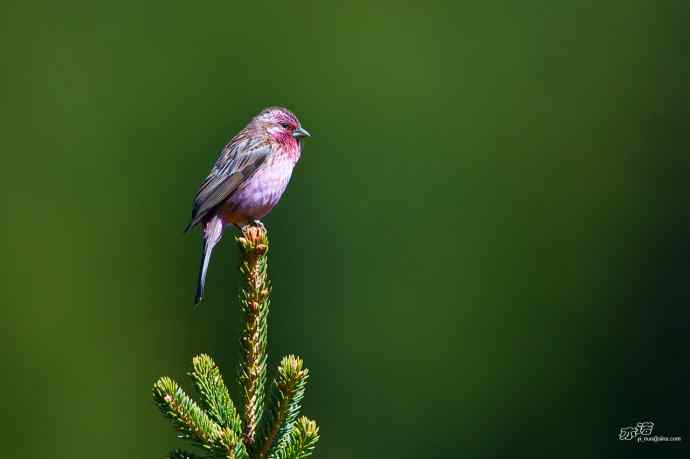 轻寒薄暖，再上川西