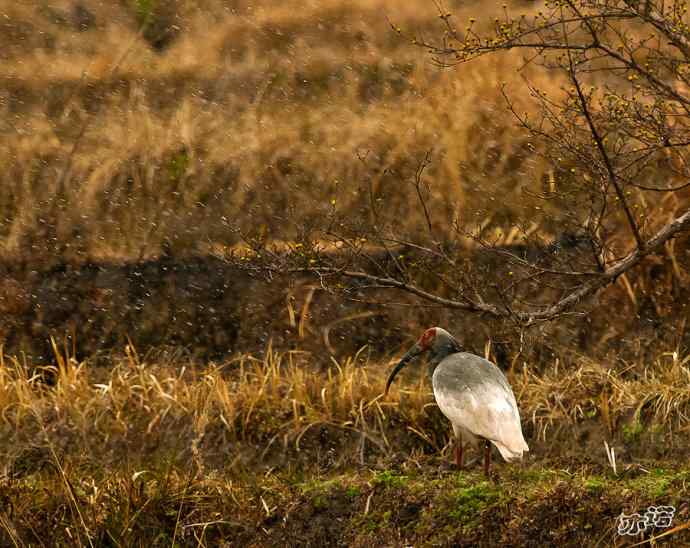 朱鹮&nbsp;wbr路&nbsp;wbr吉祥之鸟