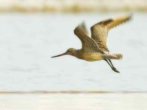 鸟类之最:北美金鸻