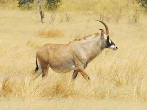 麒麟：传说的兽原型探秘（马羚）