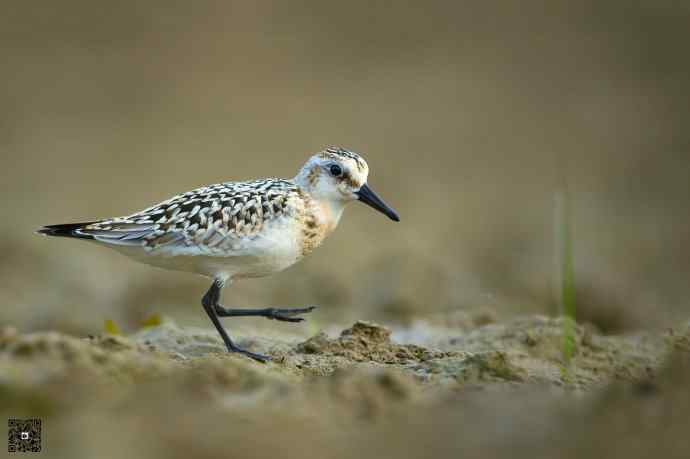 一组野鸭湖的鸻(heng)鹬(yu)类鸟