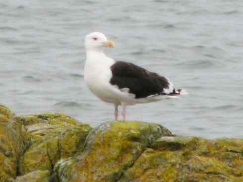 白头鸟系列：另类的美丽10（海鸥）