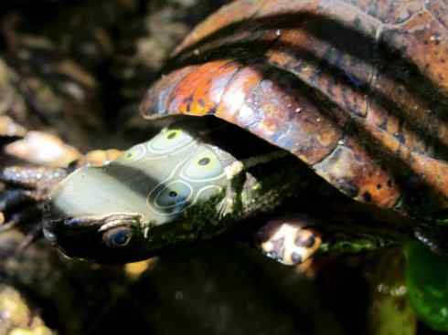 玄武：传说的兽原型探秘（潮龟）