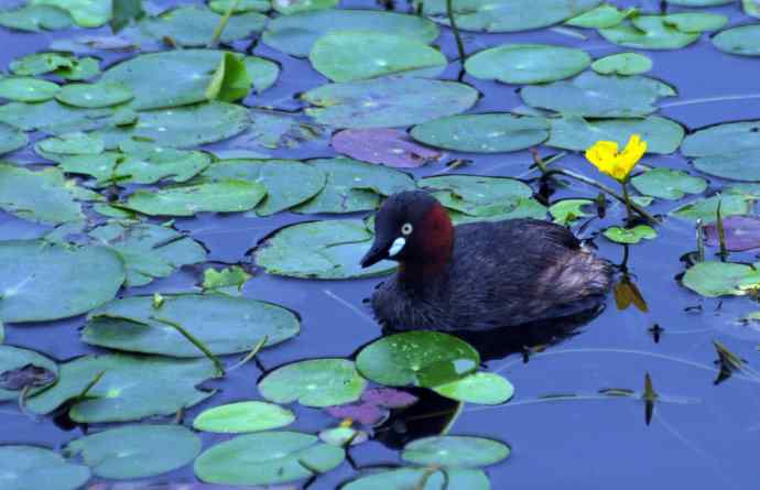 北京将府公园的鸟类——小鸊鷉