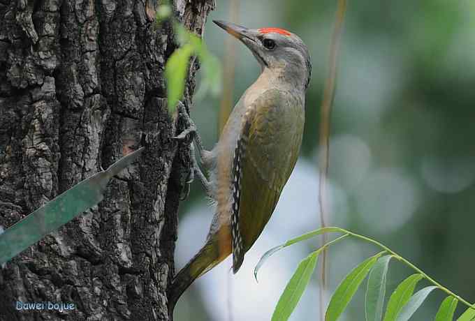植物园：紫背.白眉和绿啄　