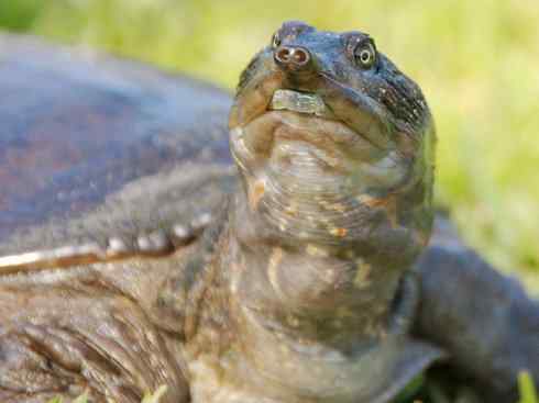 玄武：传说的兽原型探秘（鳖）