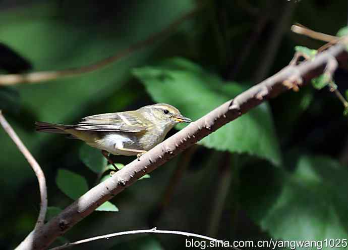极北柳莺（枝头）1