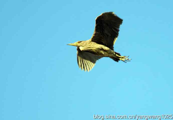 夜鹭MM的展示 wbr2