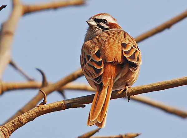 家乡的鸟（6），三道眉草鹀（组图）