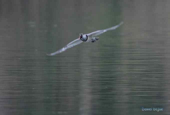 白河六月几只鸟　
