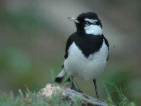 雀鸟也彪悍：角斗士（鹊鹨）