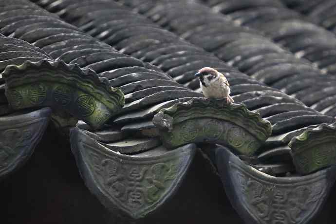 摄鸟拾趣（二） wbr麻雀2012.06