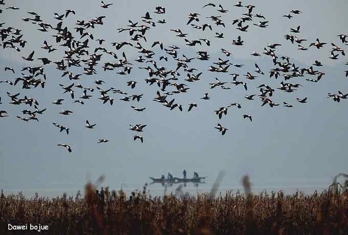 密云水库生境观鸟