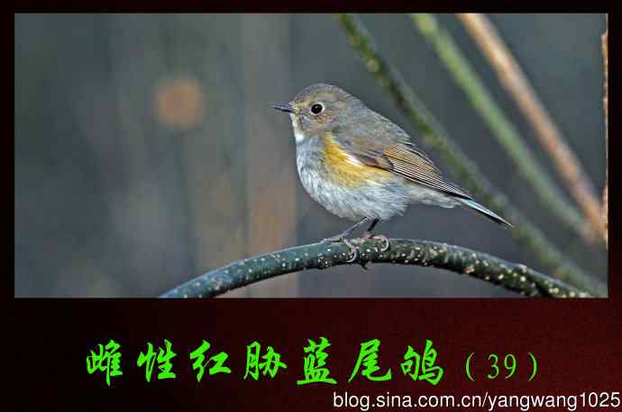 雌性红胁蓝尾鸲(39)