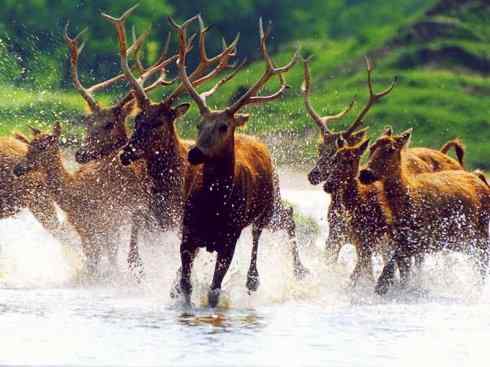 麒麟：传说的兽原型探秘（麋鹿）