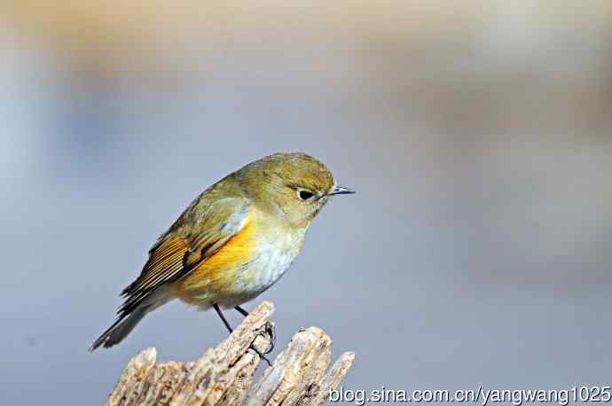 雌性红胁蓝尾鸲（28）