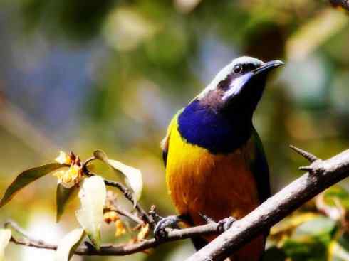 美丽无罪：雀鸟之叶鹎