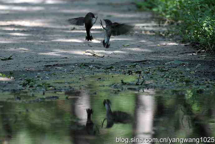 领地之争(记录版) 领地之争(记录版)