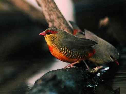 极品红色鸟类：红梅花雀