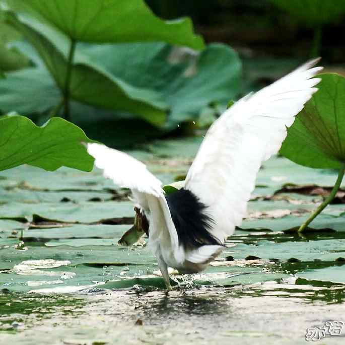 圆明园&nbsp;wbr路&nbsp;wbr池鹭抓了条大鱼