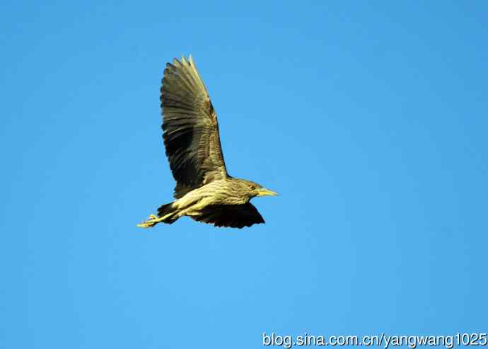 夜鹭MM的展示 wbr1