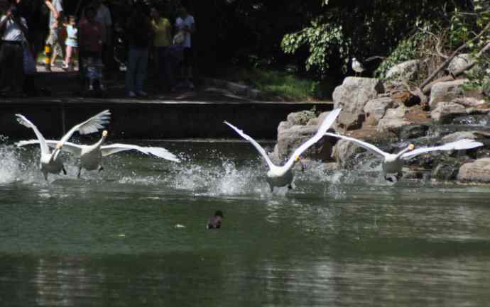 飞（白天鹅） wbr1