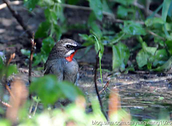 红喉歌鸲（雄性）续2