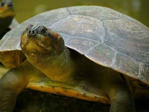 玄武：传说的兽原型探秘（侧颈龟类）