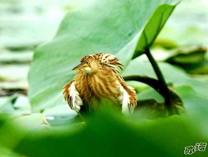 圆明园拍鸟——又见黄小鳽