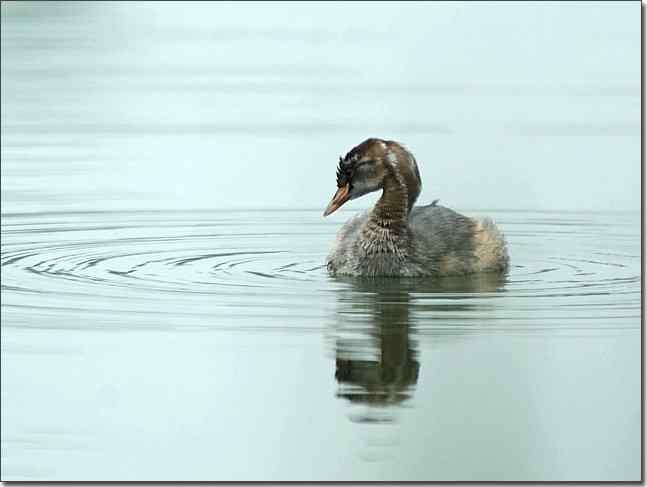 奥体公园观赏小鸊鷉