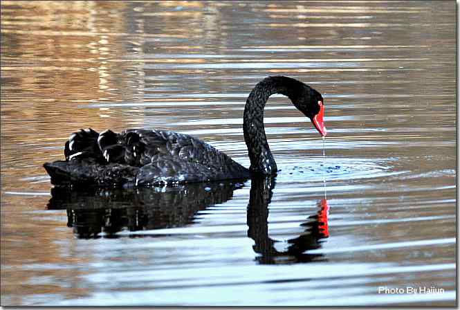 点击图片或使用键盘← →翻页