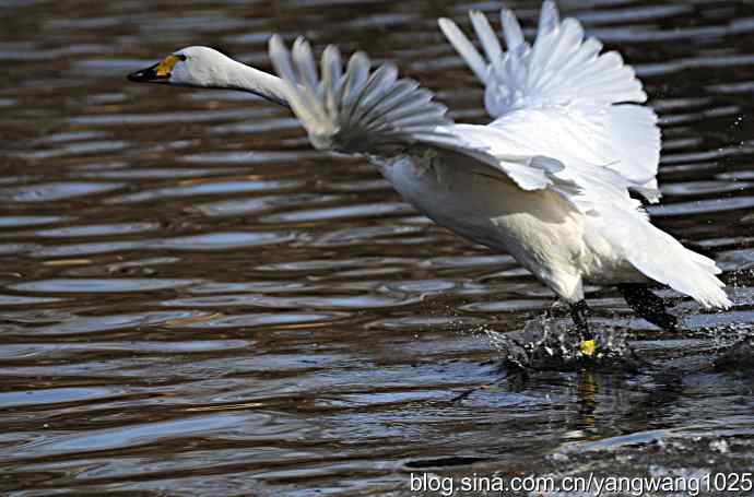 白天鹅之舞 wbr wbr3