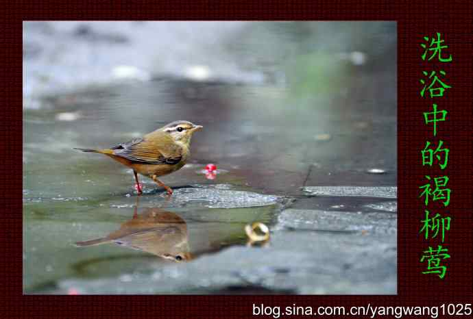 洗浴中的褐柳莺 洗浴中的褐柳莺