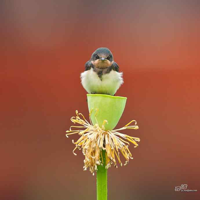 圆明园的小燕子