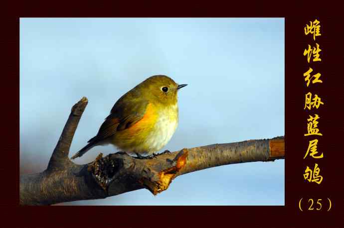 雌性红胁蓝尾鸲(25) 雌性红胁蓝尾鸲(25)
