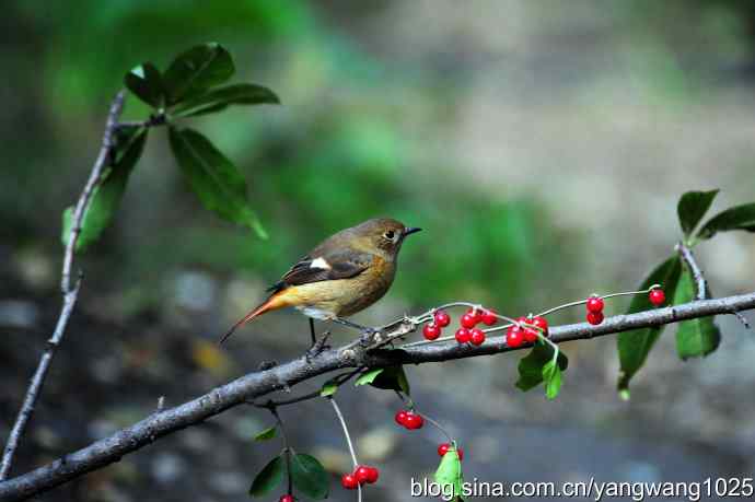 雌性北红尾鸲(4) 雌性北红尾鸲(4)