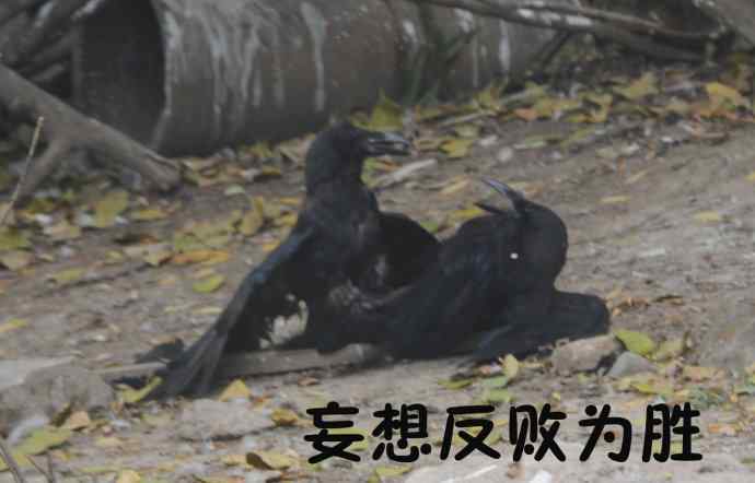 北京动物园的鸟类——争斗