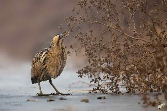 衡水湖的大麻鳽
