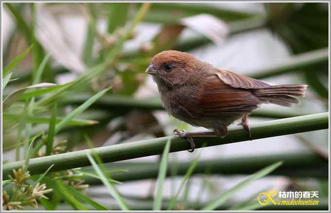 棕头鸦雀&bull;灰喉鸦雀【照片】