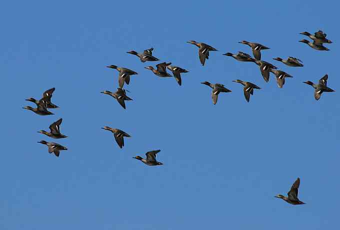 野鸭湖雁鸭翔飞 野鸭湖雁鸭翔飞